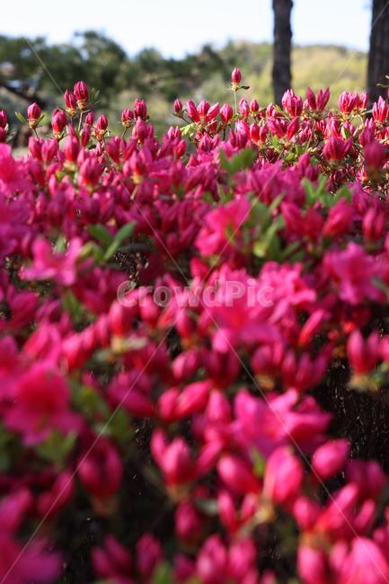 철쭉,봄꽃,봄나들이,중앙공원,꽃,flower,blossom,plant,식물