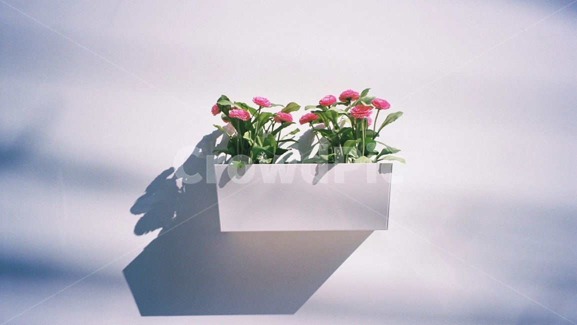 화분,감성,분위기,인테리어,인테리어소품,소품,아날로그,필름,꽃,flower,실내용화초,화분,화초,house plant,감성,sensible,feeling,인테리어,실내디자인,interior design