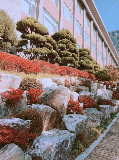 돌,나무,꽃,풍경,학교