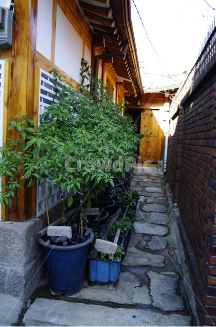 한옥,주택,화분,식물,길,outdoors,옥외