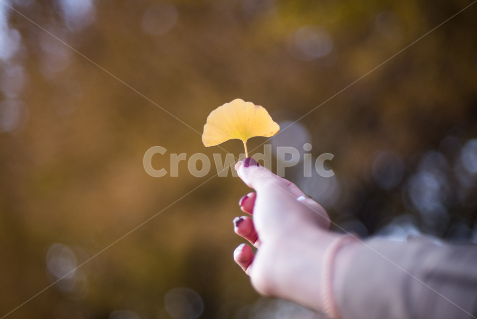 낙엽,은행잎,은행나무,단품,가을,가을,계절,fall,autumn,season,사람,인물,인간,human,person,신체일부,몸,body,감성,sensible,feeling,blossom,꽃,petal,꽃잎,flower,plant,식물