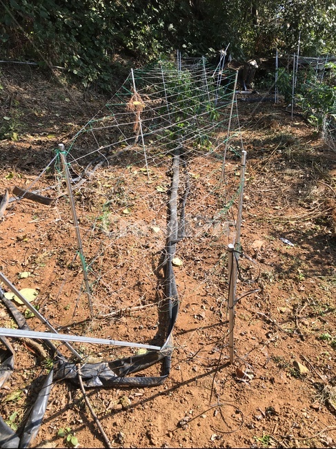 ground,바닥,들판,고추대,고추,나무,식물