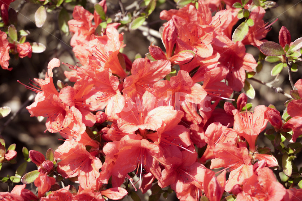 pink,beauty,Azalea flower,summer,spring,beautiful,petal,park,Yeongsanhong,natural,vicious,nature,Color,clear,leaf,Azalea,flower,floral pattern,Red,Flora,background,plant,garden,blooming flower