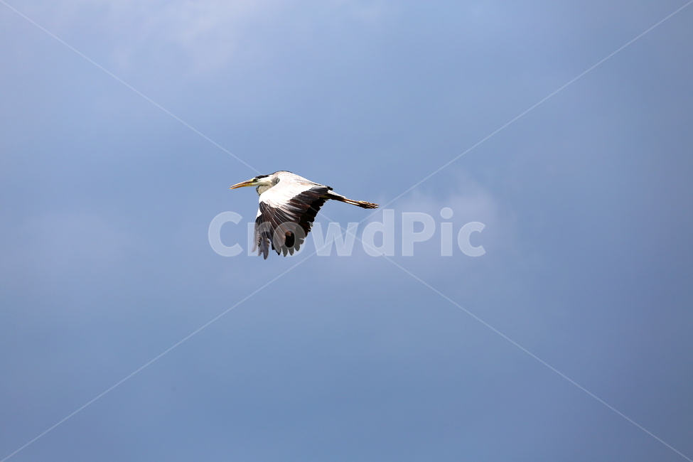 새,주류,동물,하늘,풍경,동물,animal,조류,새,birds