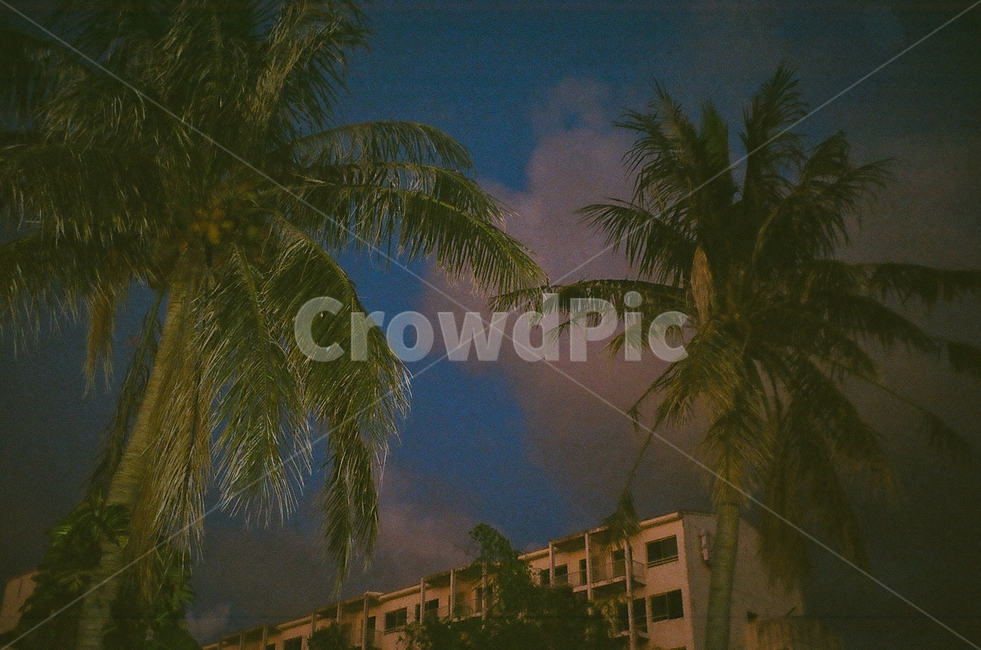 plant,식물,tree,나무,palmtree,야자수,사이판,saipan,night,석양,sunset,필름카메라