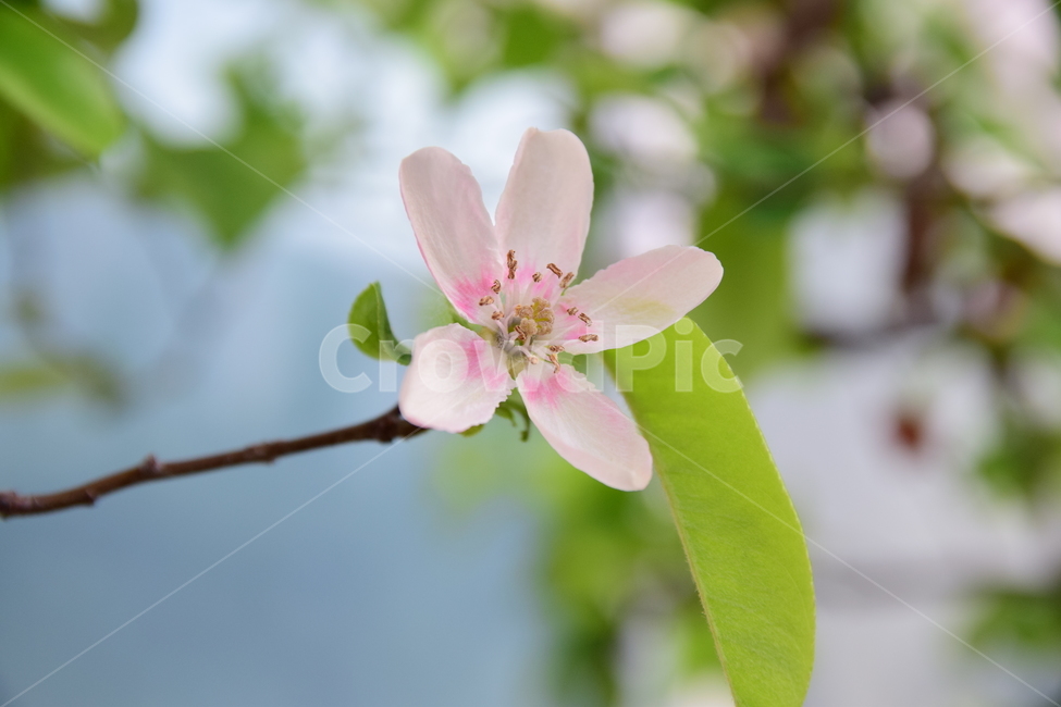 꽃,분홍색,꽃술,꽃잎,핑크,나무,녹색,초록,봄,계절,pink,green,tree,flower,season,spring,5잎,잎,화사한,푸릇푸릇,감성