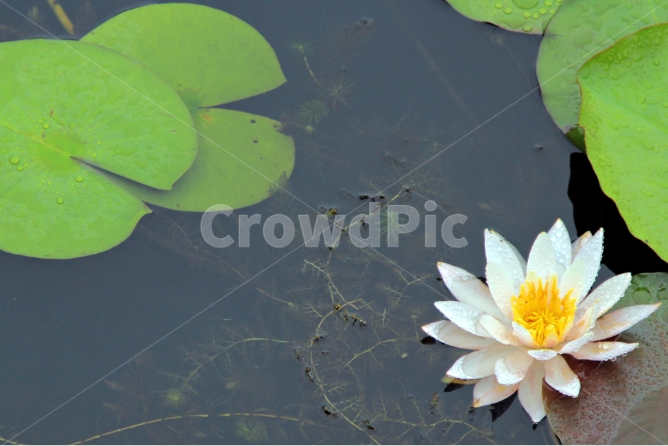 연꽃,우중,우아,영원회귀,인연,순환,식물,자연,plants,nature,꽃,flower