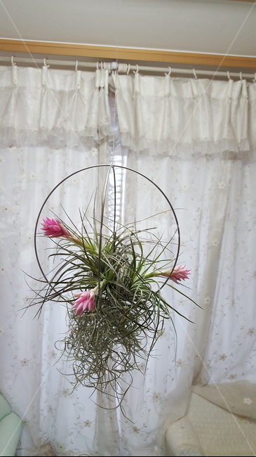 병장식,꽃장식,틸란드시아,꽃꽂이,식물,plant,flower