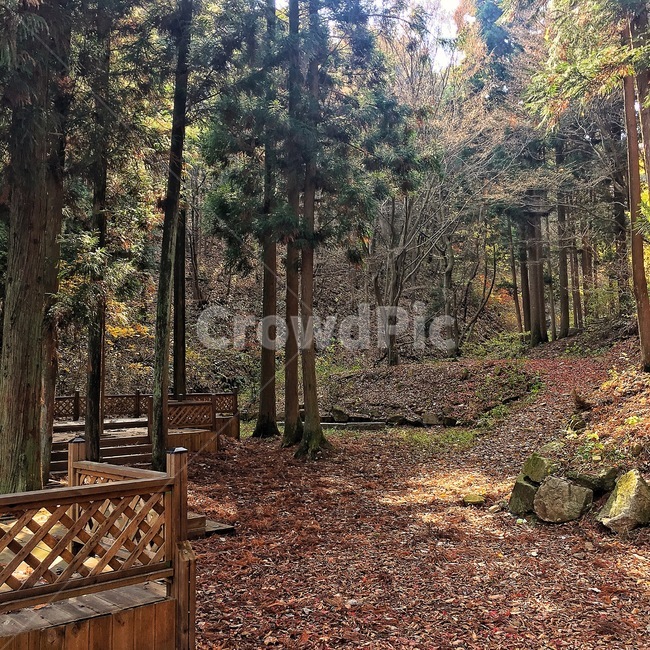 가을,나무,힐링,휴가,휴식,그늘,낙엽,산,산행,산책,피톤치드