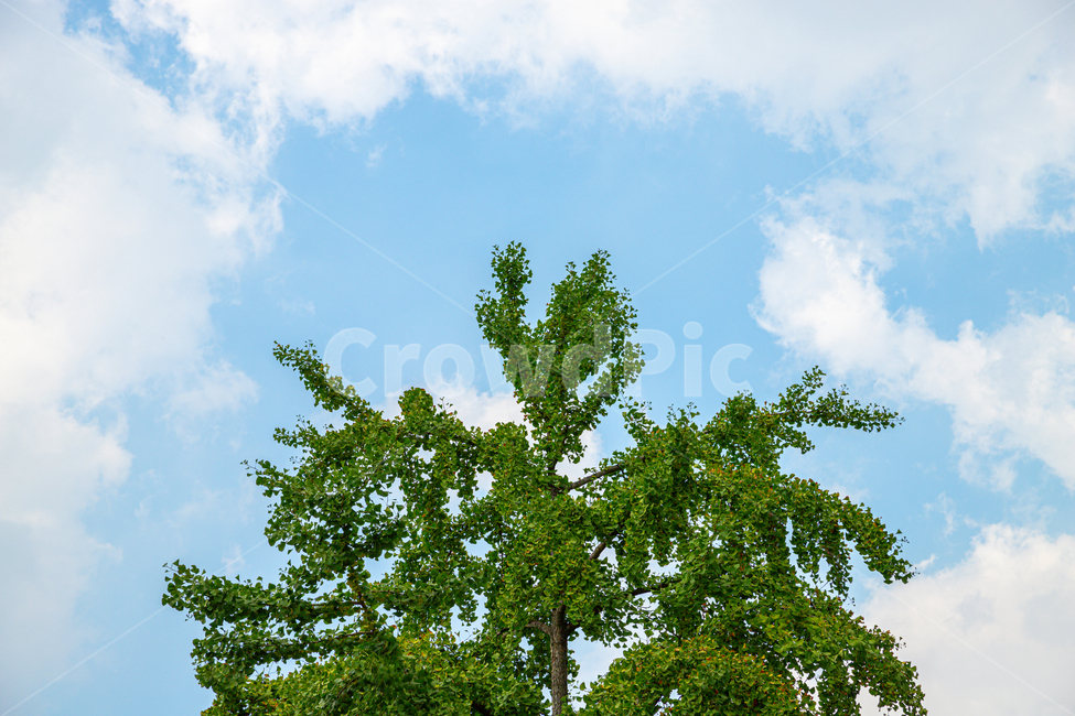 나무,구름,파란색,흰색,맑은날,푸른나무,tree,sky,cloud,자연풍경,여름풍경,나뭇잎,nature,summer,나뭇가지,landscape,공원,wood,잎,초록,바람,식물,자연,한국,나무,trees,wood