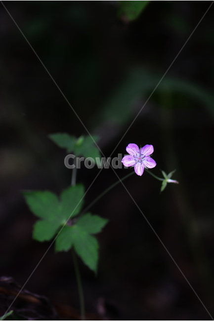 큰세잎쥐손이,야생화,식물,자연,꽃,생태,힐링,플라워,wildflower,flower,plants,nature,season,감성,느낌,emotion,feeling,여름,분홍색,여러해살이풀,쥐손이풀과,쥐손이풀속,식물,자연,plants,nature,꽃,flower