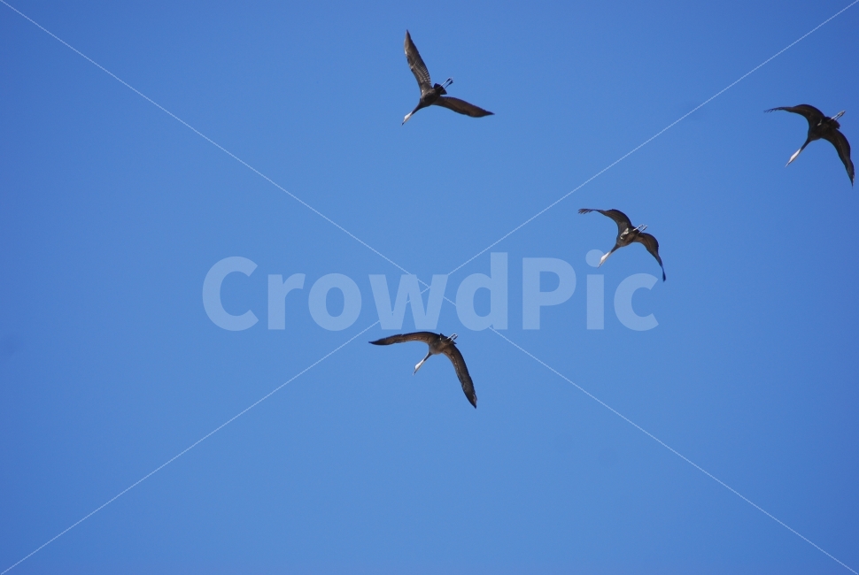 흑두루미,철새,두루미,겨울철새,순천만습지,자연,동물,animal,조류,새,birds