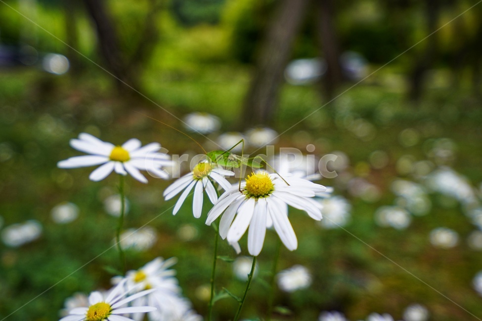 귀뚜라미,꽃,구절초,풍경,곤충,식물,식물,자연,plants,nature,꽃,flower,동물,animal,곤충,벌레,insect,bug