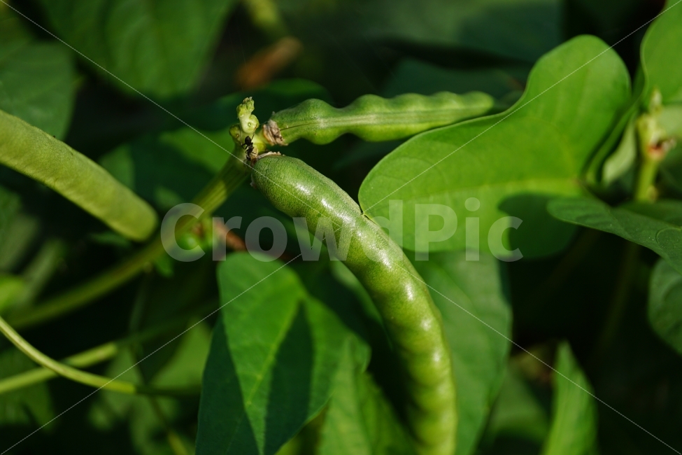 동부콩,완두콩,콩,식물,자연,이파리,여름,식재료,요리재료,식자재,nature,summer,green,녹색,개미,곤충,벌레,동물,animal,ant,insect,bug,시골,농사,밭,귀농,귀촌,콩재배,재배,터전,야채,감성사진,힐링사진,감성,힐링,농작물,농산물,열매,과일,과실,fruit,생산,수확,스냅,스냅사진,스넵,스넵사진,snap,bean,soya,pea,채소,vegetable,farm,farmer,한국의자연,한국자연,한국풍경,음식,식재료,요리,food,cook,meal,dishes,food reserves,콩류,견과류,beans,pulse,nuts,dry fruits