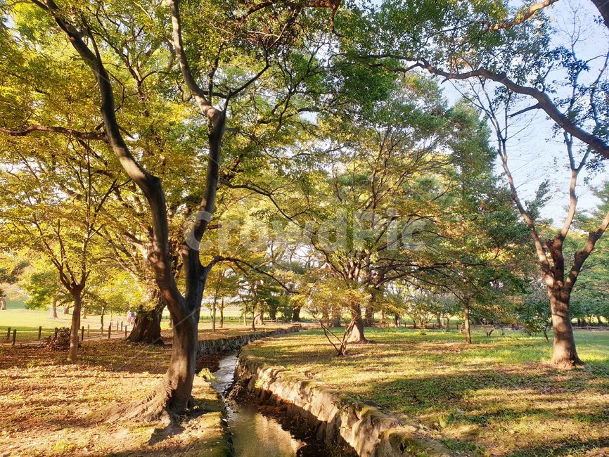 tree,나무,plant,식물,바닥,나무줄기,초록,treetrunk,ground,힐링,자연,풍경,nature,landscape