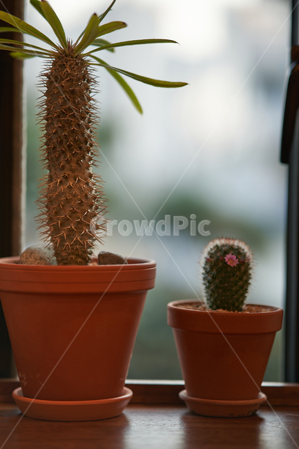 화분,다육이,다육식물,botanical,plant