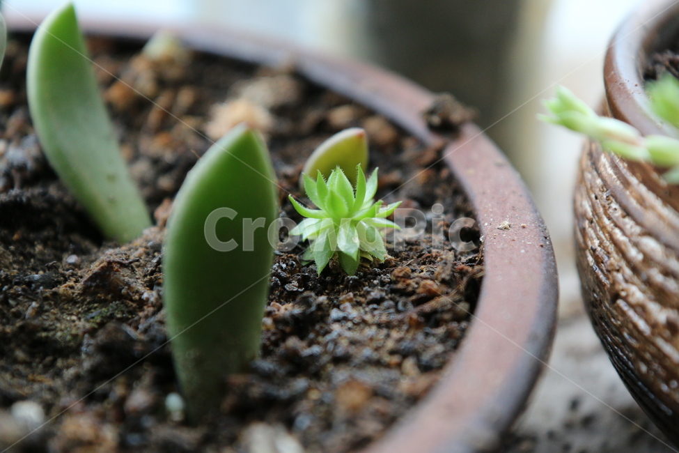 식물,다육,초록,싱그러운,작은,잎꽂이,식물,자연,plants,nature,실내용화초,화분,화초,house plant