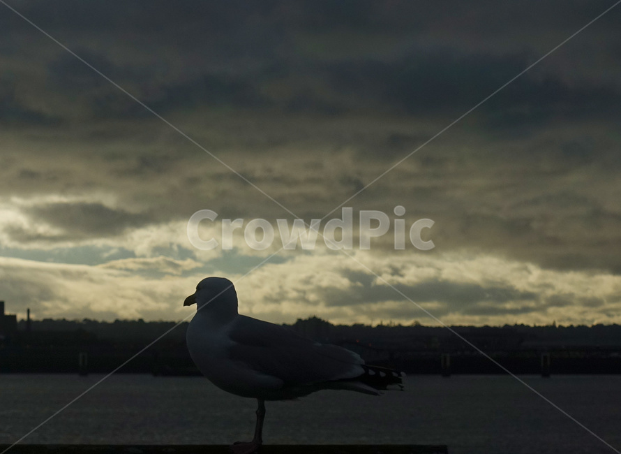 갈매기,영국갈매기,날개,새,저녁,노을,구름,강,river,bird,sunset,seagull,cloud,멋있는구름,역광,동물,animal,영국,england,unitedkingdom,british