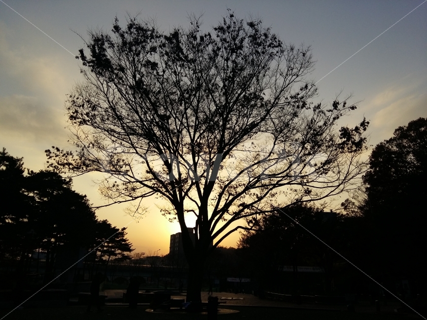 자연,자연풍경,석양,노을,나무,sunset,tree,식물,자연,plants,nature,나무,trees,wood,실루엣,그림자,silhouette,shadow