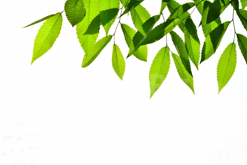 나뭇잎,패턴,누끼,초록,자연,식물,환경,green,natural,plant,싱그러운,청정,클린,clean,식물,자연,plants,nature,누끼,remove background