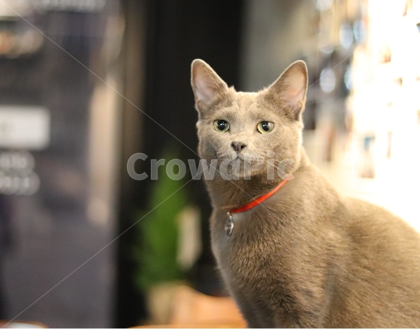 고양이,동물,색감,감성,얼굴,동물,animal,포유류,mammal,고양이,cat,kitten,kitty