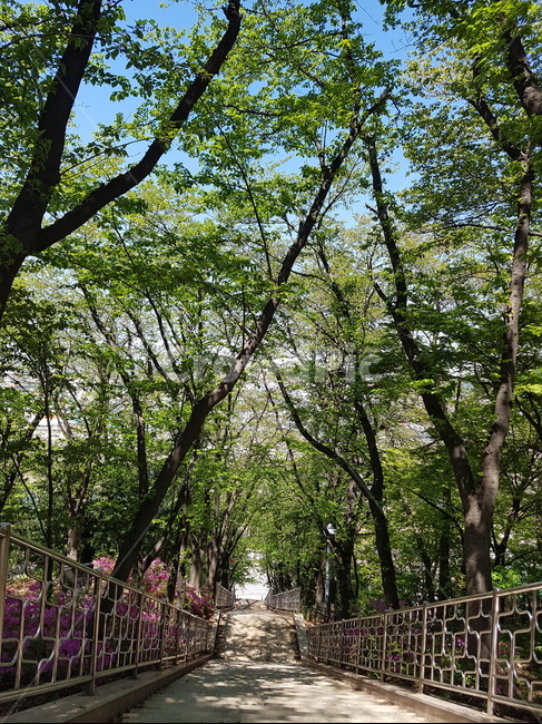 강릉남산,남산,우거진나무,초록,계단,평화로움,여름