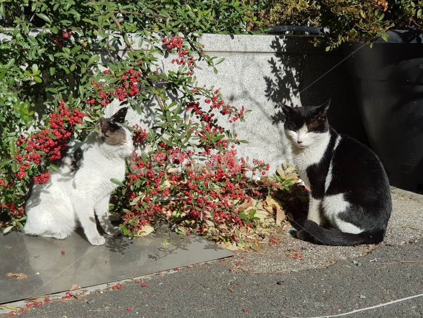 고양이,동물,교감,두마리,cats,다정함,동물,animal,포유류,mammal,고양이,cat,kitten,kitty