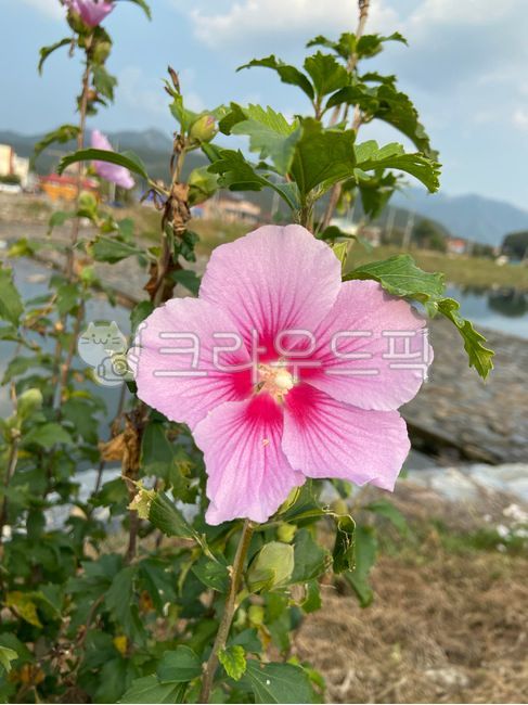 들꽃,무궁화,무궁화나무,무궁화꽃,분홍색꽃,분홍색무궁화,꽃,식물,plant,flower,blossom