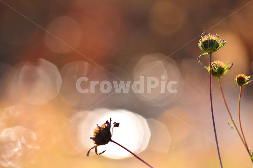들풀,들꽃,보케,빛망울,가을배경,야생화,plant,bokeh,배경,바탕,백그라운드,background,가을느낌,autumn,시냇가,빛,light,플레어,flare,petal,꽃잎,식물,blossom,flower,자연,nature,꽃,분위기,feeling,sensible,emotional,가을,계절,fall,autumn,season