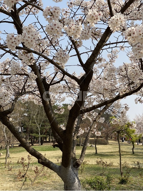 plant,식물,flower,blossom,꽃,일산,호수공원,파크