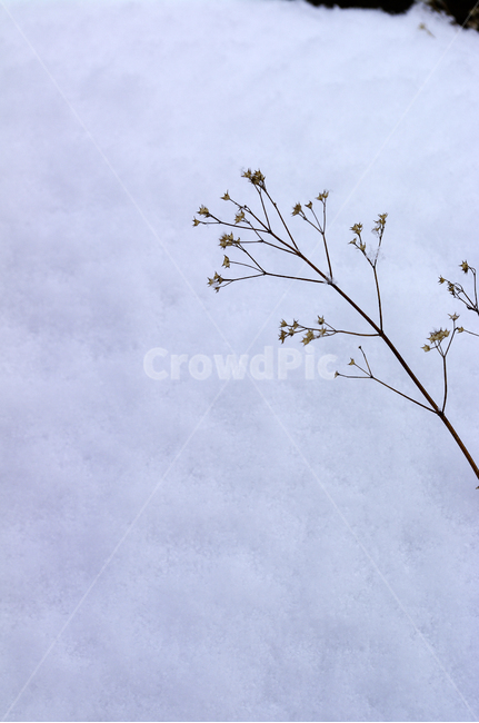식물,plant,겨울,winnter,설경,눈,자연,nature,겨울,계절,winter,season