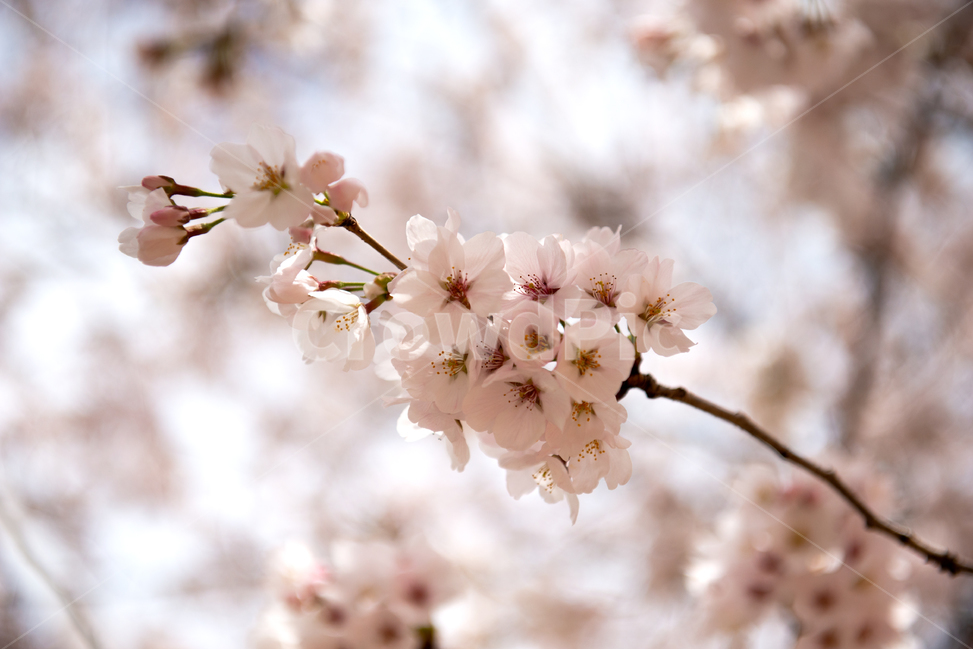 plant,식물,flower,꽃,blossom,cherryblossom,벚꽃,spring,봄
