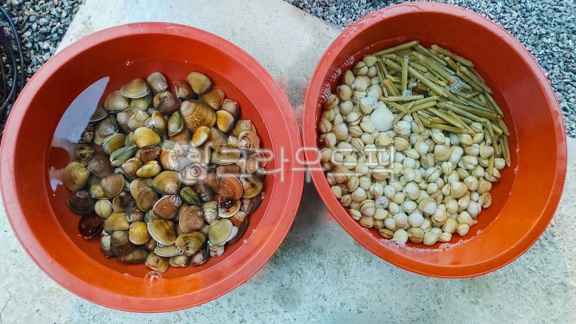 수산물,해산물,백합조개,동죽조개,조개잡이,갯벌체험,대합,맛조개,해감,수확,바다생물,패류,조개류,식용,식재료,자연산,우리것,토종,먹거리,요리재료,생물