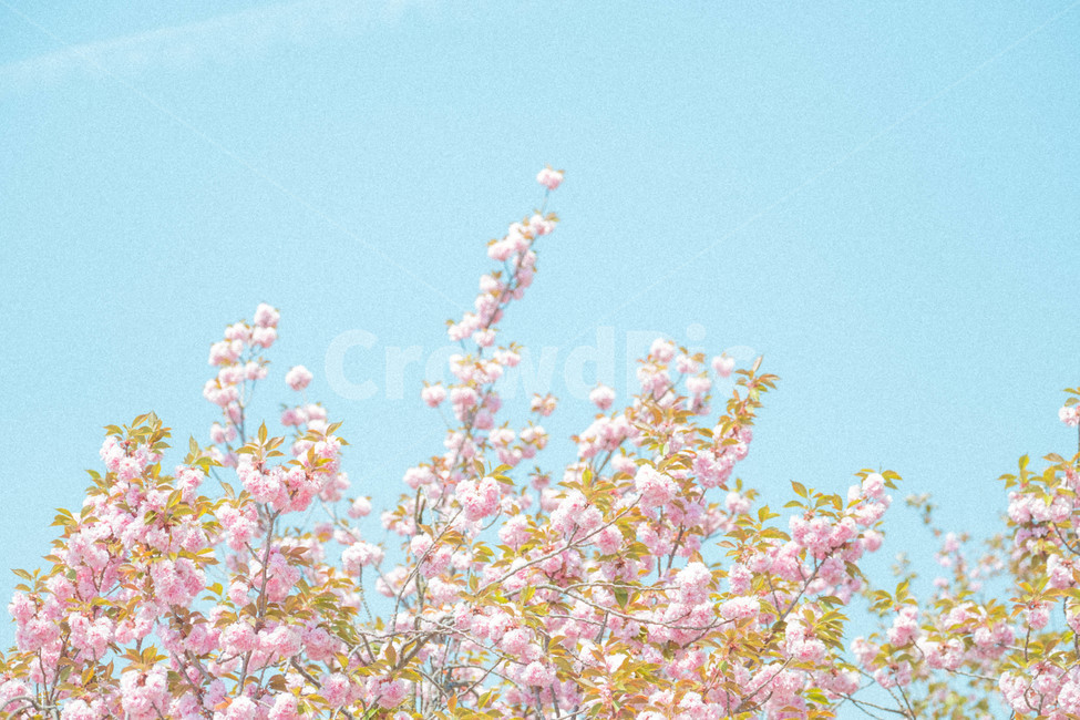 봄,풍경,꽃,겹벚꽃,자연,나무,식물,봄,계절,spring,season,식물,자연,plants,nature,꽃,flower,감성,sensible,feeling,plant,blossom