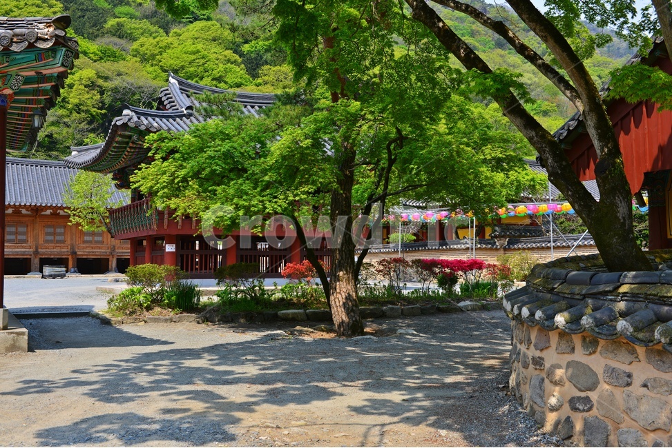 장성,백양사,백양사봄,연두색,plant,식물,tree,나무,nature,자연,outdoors,옥외,돌담장,담장,사찰,절