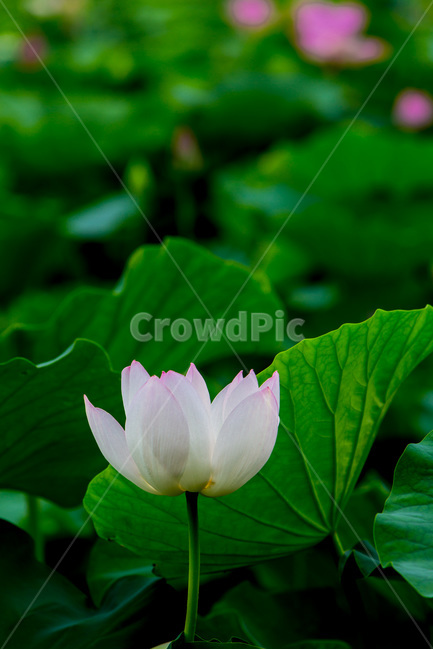 연꽃,연잎,무늬,자연,습지,식물,자연,plants,nature,꽃,flower