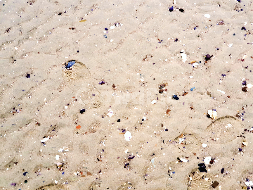 모래,바닥,바다,모래바닥,조개,돌,돌맹이,발자국,sand,신발자국,footprint,seashell,clam,sea