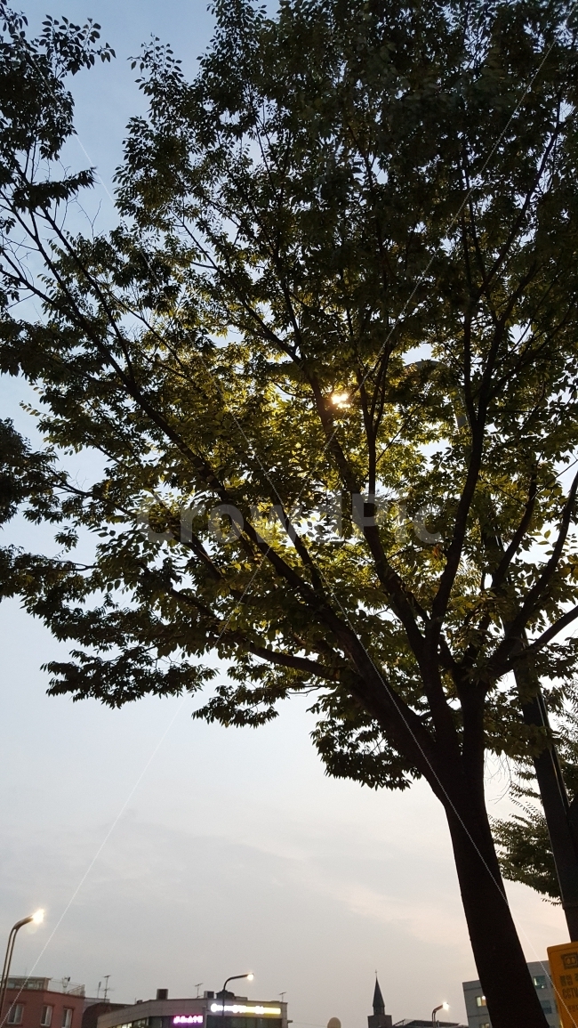 풍경,하늘,나무,일상,빛,조명,식물,자연,plants,nature,나무,trees,wood