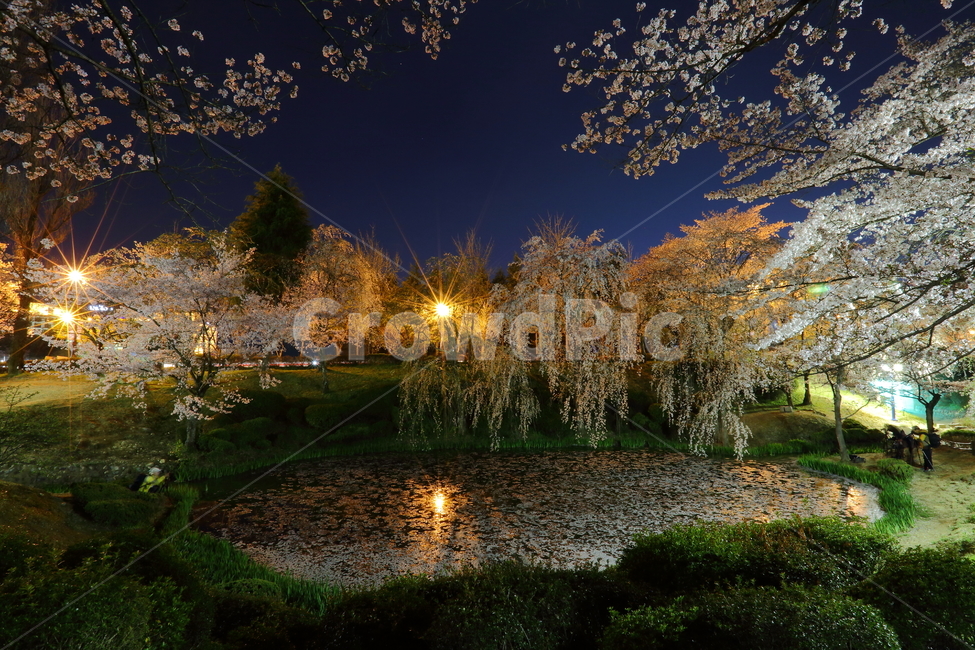 벚꽃,경주,야경,보문정,여행,풍경,호수,경치,자연,풍경,nature,landscape,한국자연풍경,한국자연경관,korea nature landscape,야경,밤,nightscape,night,tree,나무,plant,식물