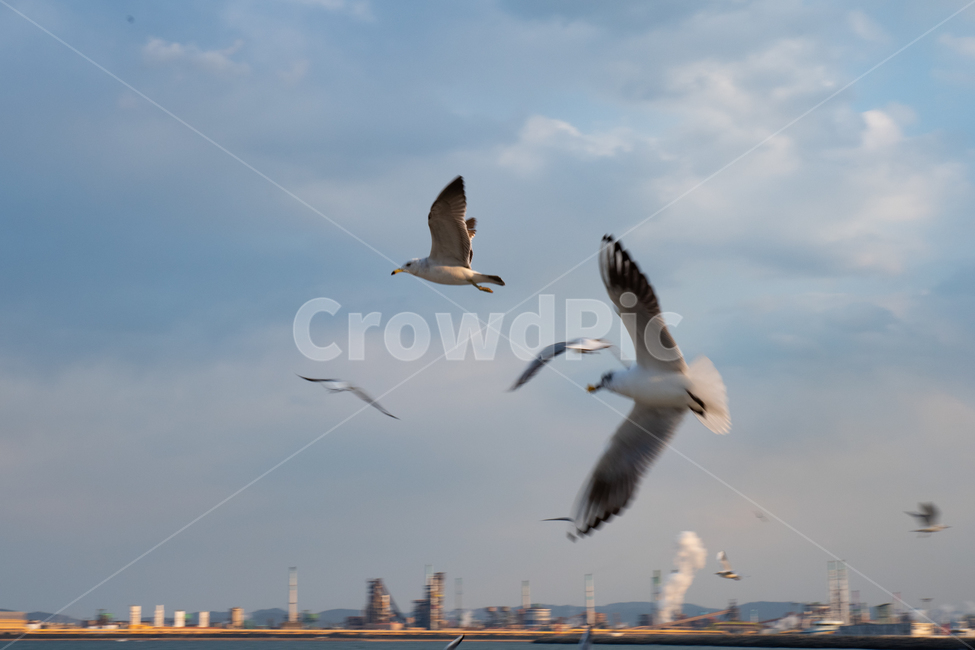 바다,sea,파도,감성,feel,feeling,풍경,갈매기,새,bird,동물,날짐승,동물,animal,조류,새,birds
