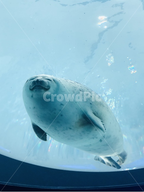 아쿠아리움,물개,물범,바다표범,바다사자,남극,북극,동물,해양생물,바다,sea,seal