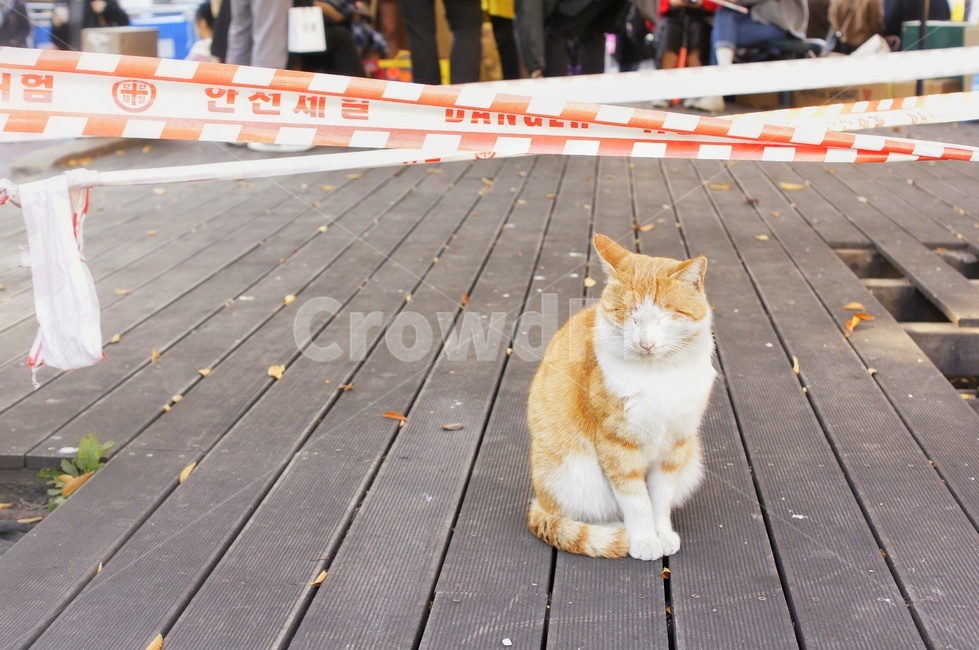 고양이,길고양이,길냥이,유기동물,쓸쓸한,겨울,cat,straycat,cats,pet,animal,동물,사람,인파,낙엽,외로운,여유로운,동물,animal,포유류,mammal,고양이,cat,kitten,kitty