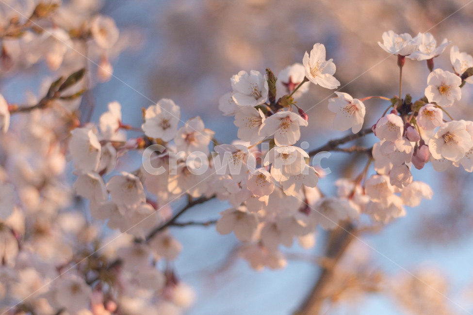 벚꽃,봄,식물,flower,blossom