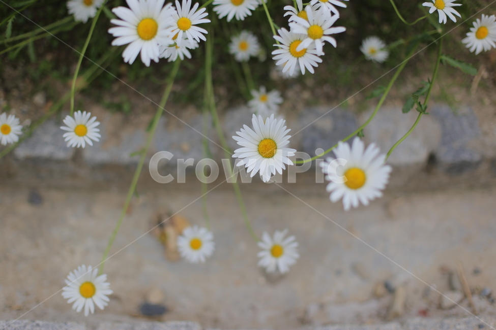데이지,정원,화단,daisy,꽃,plant,식물,flower,blossom,daisies,꽃밭,야외,식물,자연,plants,nature,꽃,flower