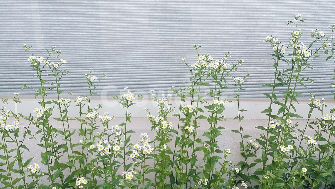 풀꽃,잡초,길,흰꽃,풀,공원,벽,식물,자연,plants,nature,꽃,flower