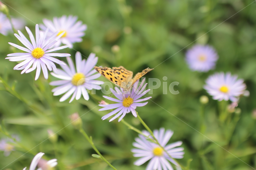 나비,꽃,식물,곤충,초록,식물,자연,plants,nature,꽃,flower,동물,animal,곤충,벌레,insect,bug