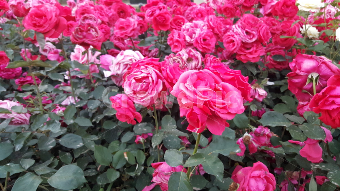 장미,꽃,자연,꽃밭,분홍,빨강,잎,식물,자연,plants,nature,꽃,flower