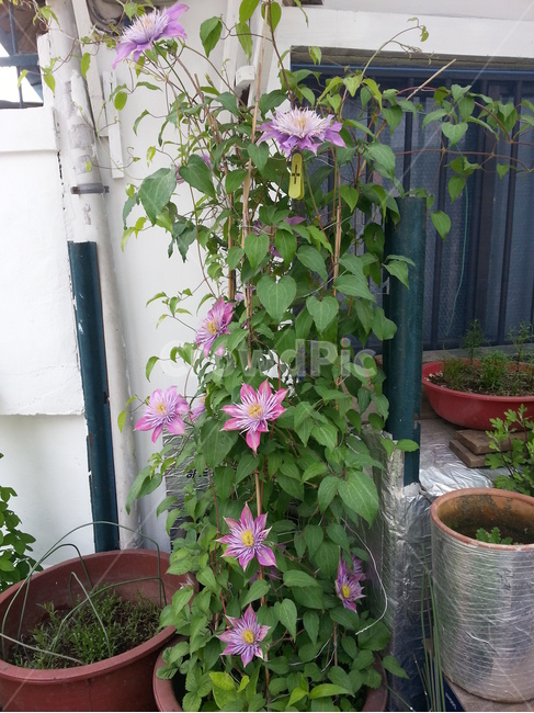 plant,식물,flower,봄꽃,특이한꽃,실내용화초,화분,화초,house plant