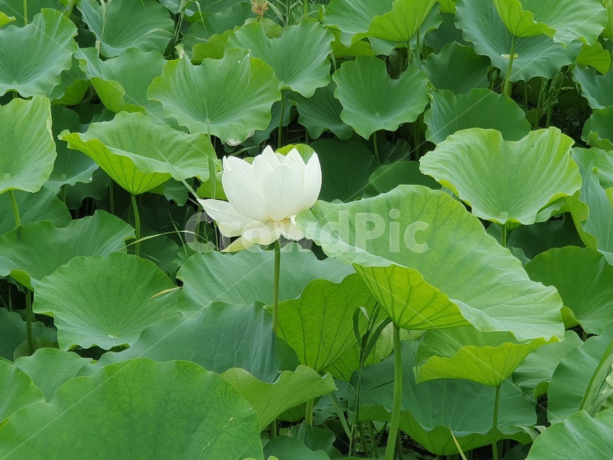 꽃,식물,호수,연꽃,불교