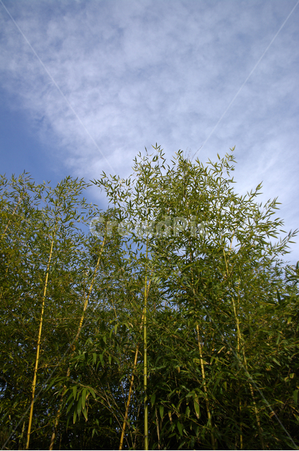대나무,자연,nature,식물,plant,하늘,구름,자연,풍경,nature,landscape
